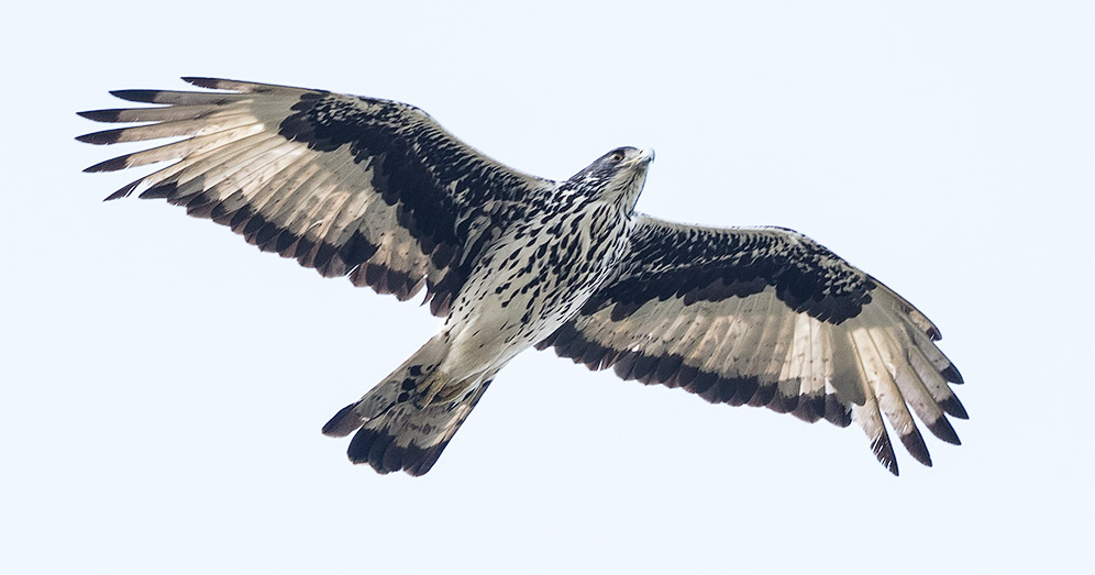 African Hawk Eagle in flight